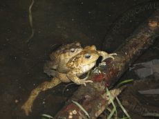 Жаба-колхидская_пара